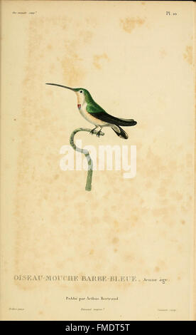 Histoire naturelle des colibris (Pl. 10) Banque D'Images