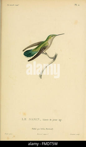 Histoire naturelle des colibris (Pl. 11) Banque D'Images