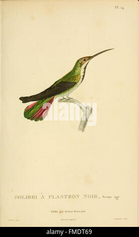 Histoire naturelle des colibris (Pl. 14) Banque D'Images