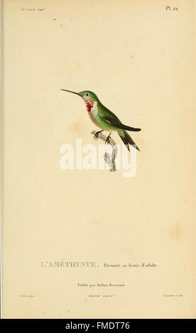 Histoire naturelle des colibris (Pl. 22) Banque D'Images