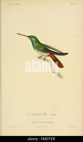 Histoire naturelle des colibris (Pl. 29) Banque D'Images