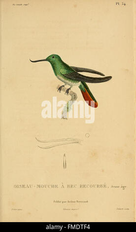 Histoire naturelle des colibris (Pl. 34) Banque D'Images