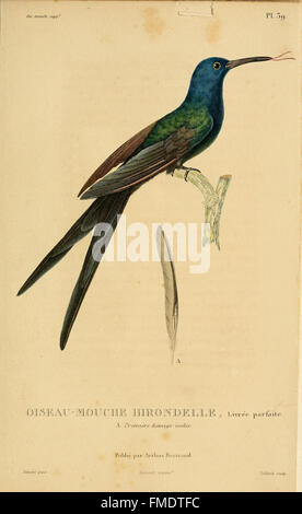 Histoire naturelle des colibris (Pl. 39) Banque D'Images