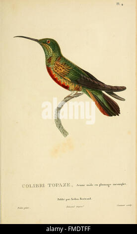 Histoire naturelle des colibris (Pl. 4) Banque D'Images