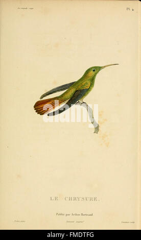 Histoire naturelle des colibris (Pl. 4) Banque D'Images