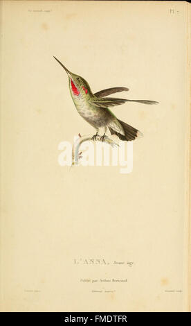 Histoire naturelle des colibris (Pl. 7) Banque D'Images