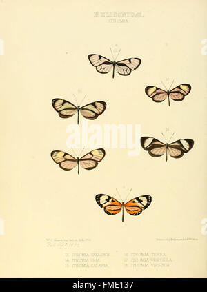 Une illustration tirée de « illustrations of New Species of Exotic Butterflies », présentant des espèces de la famille des Heliconidae, en particulier les papillons Ithomia. Le travail fournit des descriptions détaillées de ces espèces nouvellement découvertes. Banque D'Images
