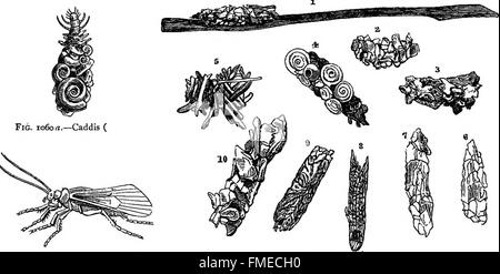 Mon jardin, son plan et la culture en collaboration avec une description générale de sa géologie, de la botanique, et l'histoire naturelle (1872) Banque D'Images