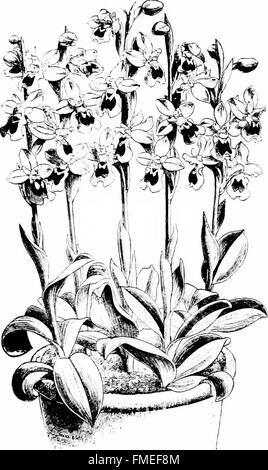 Ce travail de 1903 fournit un guide complet de la culture et de la gestion des orchidées, offrant des conseils sur leur culture, leurs soins et leur élevage. Il couvre une variété d'espèces d'orchidées et leurs besoins spécifiques dans différents environnements. Banque D'Images