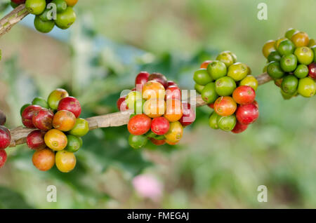 Café en grains growing on tree Banque D'Images