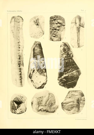 Silurica Problematica (plaque 3) Banque D'Images