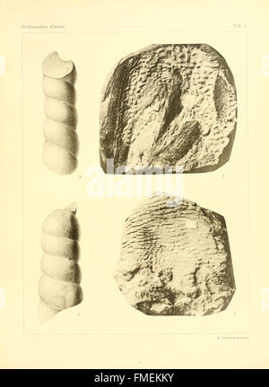 Silurica Problematica plaque (7) Banque D'Images