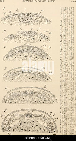 Text-book de l'anatomie comparée (1898) Banque D'Images