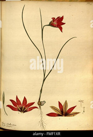 Le référentiel du botaniste, pour les nouveaux et les plantes rares (Pl. 170) Banque D'Images