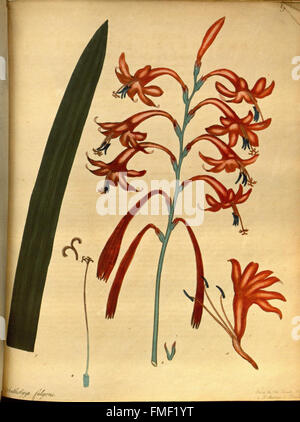 Le référentiel du botaniste, pour les nouveaux et les plantes rares (Pl. 192) Banque D'Images