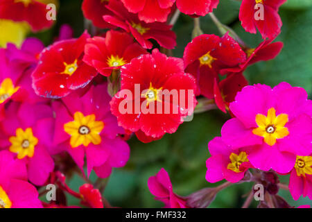 Primevère, Primula acaulis, primevères, Polyanthus Banque D'Images