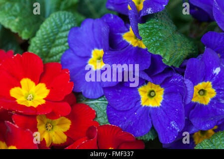 Primevère, Primula acaulis, primevères, Garden Polyanthus Banque D'Images