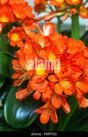 Nénuphar Clivia miniata Bush Lily, Kaffir Lily fleurit Clivia Lily, Clivia Banque D'Images