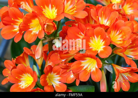 Nénuphars natal, nénuphars, nénuphars Kaffir - Clivia miniata fleurs orange Banque D'Images