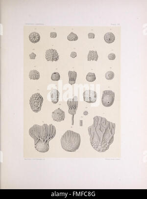 'The North American Crinoidea Camerata' (planche XIII) illustre des espèces de crinoïdes, un groupe d'animaux marins apparentés aux lénuphars. Les dessins détaillés fournissent un aperçu précieux de l'anatomie et de la classification de ces créatures anciennes. Banque D'Images