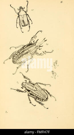 Cette plaque présente des illustrations d'espèces d'insectes nouvelles ...