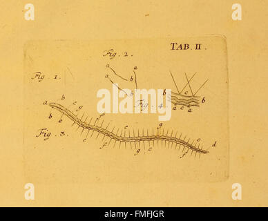 Von Würmern des Süßen und salzigen Wassers (onglet II) présente une étude des vers d'eau douce et d'eau salée, détaillant leur anatomie et leur rôle écologique dans les écosystèmes aquatiques. Banque D'Images