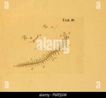 La planche III de *von Würmern des Süßen und Salzigen Wassers* représente diverses espèces de vers que l’on trouve dans les milieux d’eau douce et d’eau salée, contribuant à l’étude des invertébrés aquatiques et de leurs rôles écologiques. Banque D'Images
