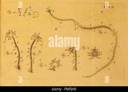 L'onglet V de 'von Würmern des Süßen und Salzigen Wassers' présente des illustrations et des descriptions de vers aquatiques trouvés dans les milieux d'eau douce et salée, contribuant à la biologie aquatique et aux études sur les invertébrés. Banque D'Images