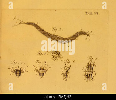 Onglet. VI de 'von Würmern des süssen und salzigen Wassers' illustre diverses espèces de vers provenant d'environnements d'eau douce et d'eau salée, contribuant à la compréhension des écosystèmes aquatiques. Banque D'Images