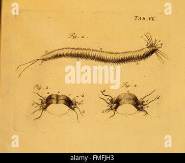 « Von Würmern des Süßen und Salzigen Wassers » présente une étude illustrée des vers trouvés dans les milieux d'eau douce et salée, soulignant leur importance écologique et leurs caractéristiques biologiques. Banque D'Images