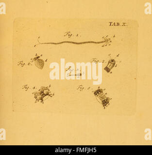 La planche X de 'von Würmern des süssen und salzigen Wassers' représente des vers aquatiques provenant d'environnements d'eau douce et d'eau salée, en se concentrant sur leur morphologie et les caractéristiques de leur habitat. Banque D'Images