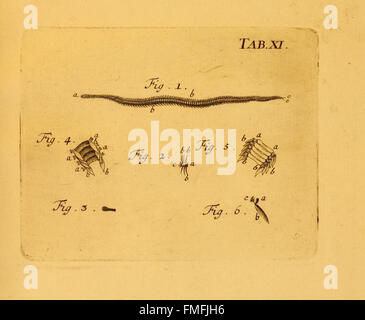 La planche XI de 'von Würmern des Süßen und salzigen Wassers' (sur les vers d'eau douce et salée) illustre diverses espèces de vers aquatiques trouvés dans les milieux d'eau douce et saline, contribuant à l'étude de la biodiversité aquatique. Banque D'Images
