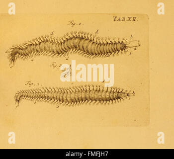 La planche XII de 'von Würmern des Süssen und Salzigen Wassers' représente divers vers d'eau douce et marins, mettant en évidence leurs caractéristiques anatomiques et leurs habitats. Banque D'Images