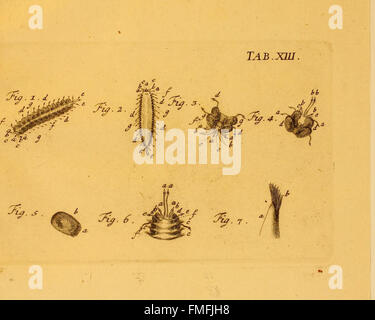 Une illustration détaillée tirée de 'von Würmern des süssen und salzigen Wassers' représentant diverses espèces de vers trouvés dans les environnements d'eau douce et d'eau salée, montrée dans Tab. XIII. Banque D'Images