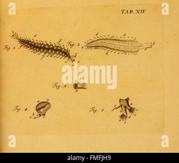Onglet. XIV de 'von Würmern des Süßen und salzigen Wassers' illustre les différentes espèces de vers que l'on trouve dans les milieux d'eau douce et salée, contribuant à la compréhension des écosystèmes aquatiques. Banque D'Images