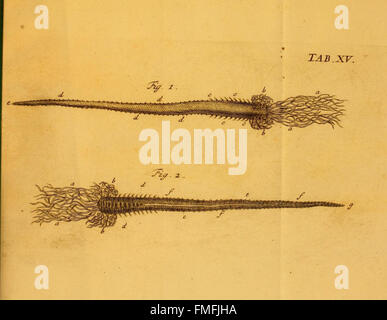 Onglet. XV de 'von Würmern des süssen und salzigen Wassers' de Christian Ludwig Nitzsch illustre divers vers d'eau douce et d'eau salée, fournissant des représentations visuelles détaillées et des descriptions. Banque D'Images