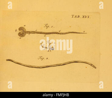 Le « von Würmern des Süßen und Salzigen Wassers » (onglet XVI) examine diverses espèces de vers que l’on trouve dans les écosystèmes d’eau douce et d’eau salée et fournit des informations scientifiques sur leur classification et leur habitat. Banque D'Images