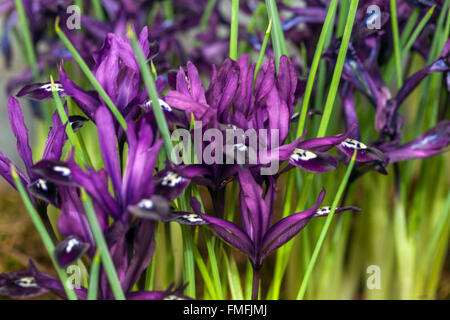 Iris reticulata 'Pauline'. Iris nain fleurs violettes Banque D'Images