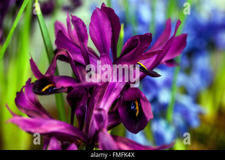 Purple Iris reticulata 'Pauline' close up flower Banque D'Images