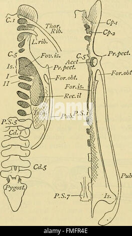 *A Dictionary of Birds* (1893) est un ouvrage de référence complet qui fournit des descriptions détaillées et des classifications des espèces d'oiseaux. Il comprend des faits importants sur l'anatomie, le comportement, les habitats et la répartition géographique des oiseaux, servant d'outil essentiel pour les ornithologues et les amateurs d'oiseaux. Banque D'Images