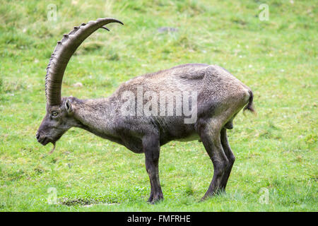 Homme, Bouquetin des Alpes Capra ibex, dans une clairière. Cette chèvre sauvage porte de grandes cornes courbes et Banque D'Images