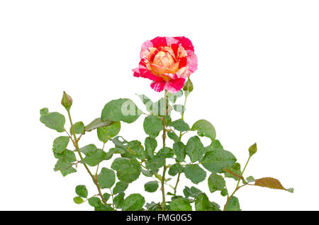 Roses sur arbre isolé sur fond blanc Banque D'Images