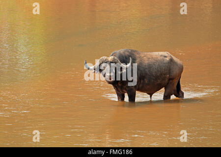 Buffle d'Afrique (Syncerus caffer) debout dans une rivière, Kruger National Park, Afrique du Sud Banque D'Images