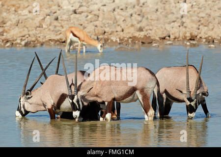 Les antilopes gemsbok (Oryx gazella) eau potable, Etosha National Park, Namibie Banque D'Images