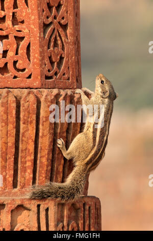 Un écureuil du nord (Funambulus pennantii) assis sur un bâtiment ancien, Delhi, Inde Banque D'Images