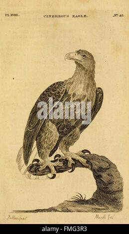 Une illustration tirée d'une étude zoologique britannique historique, axée sur diverses espèces sauvages indigènes de Grande-Bretagne. Cette plaque particulière présente des représentations détaillées d'animaux, d'oiseaux et d'insectes trouvés dans les îles britanniques, offrant un aperçu de leur classification et de leur rôle écologique. Banque D'Images