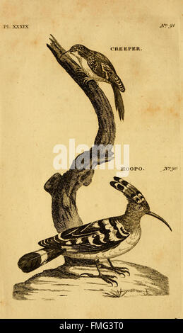 La planche XXXIX de 'British Zoology' présente des représentations détaillées de la faune britannique, y compris des espèces de mammifères, d'oiseaux et d'insectes, soulignant leur rôle écologique et leur classification dans la zoologie britannique. Banque D'Images