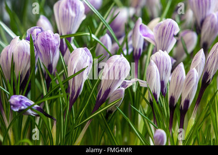 Crocus vernus 'Pickwick' jardin de printemps en fleur Banque D'Images