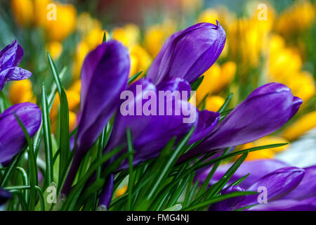 Plante de jardin de printemps Crocus vernus 'Flower Record' Banque D'Images