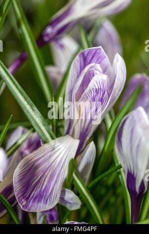 Crocus vernus 'Pickwick' pelouse en fleurs jardin de printemps Crocus gros plan Banque D'Images